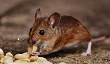 24 Hour & Emergency Exterminators in Sunbury, PA